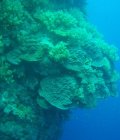 Tombant de corail